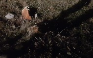Председник УНС-а Живојин Ракочевић и председник УНС-овог огранка на КиМ Будимир Ничић: Рушење плоче нова отмица новинара Председник УНС-а Живојин Ракочевић и председник УНС-овог огранка на КиМ Будимир Ничић: Рушење плоче нова отмица новинара